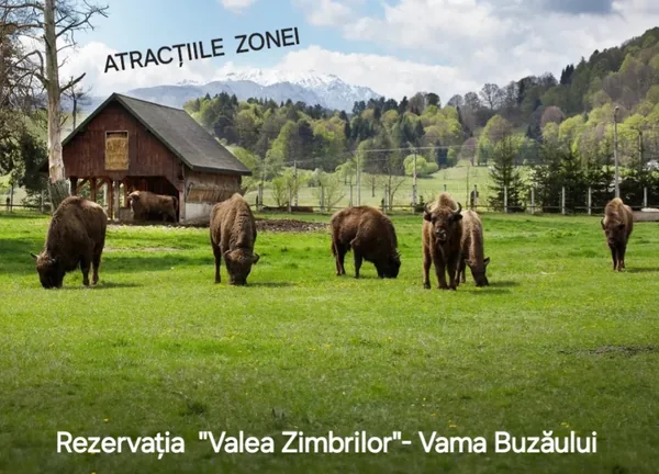 Zimbri în rezervația Valea Zimbrilor, Vama Buzăului